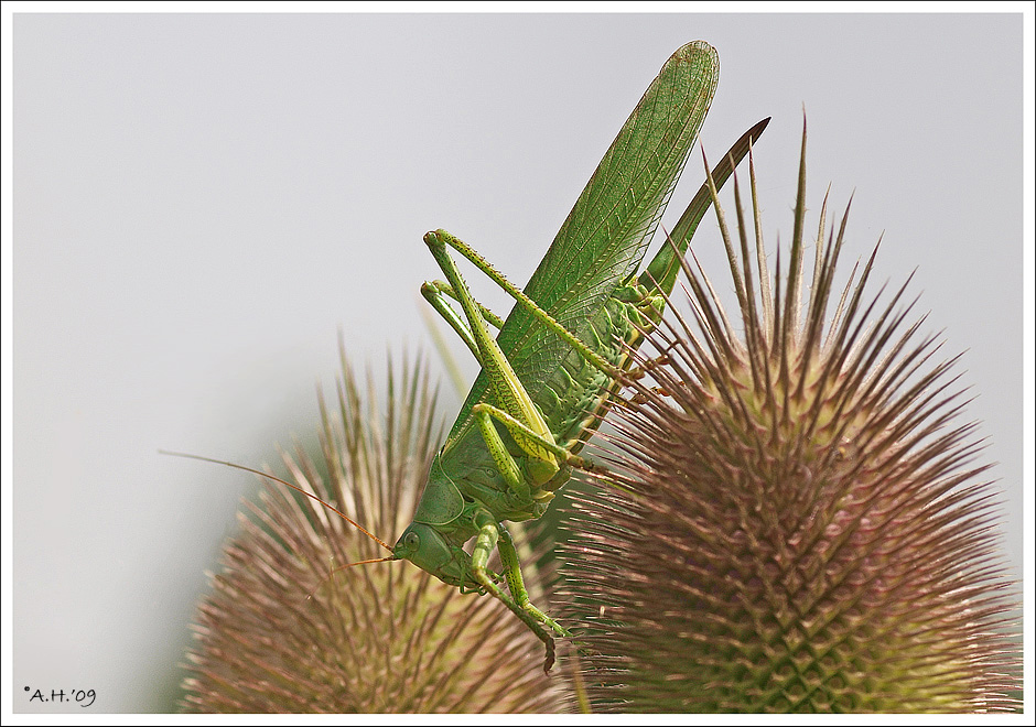 Grünes Heupferd auf Distel