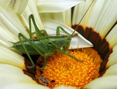 Grünes Heupferd auf einer Gazanien-Blüte