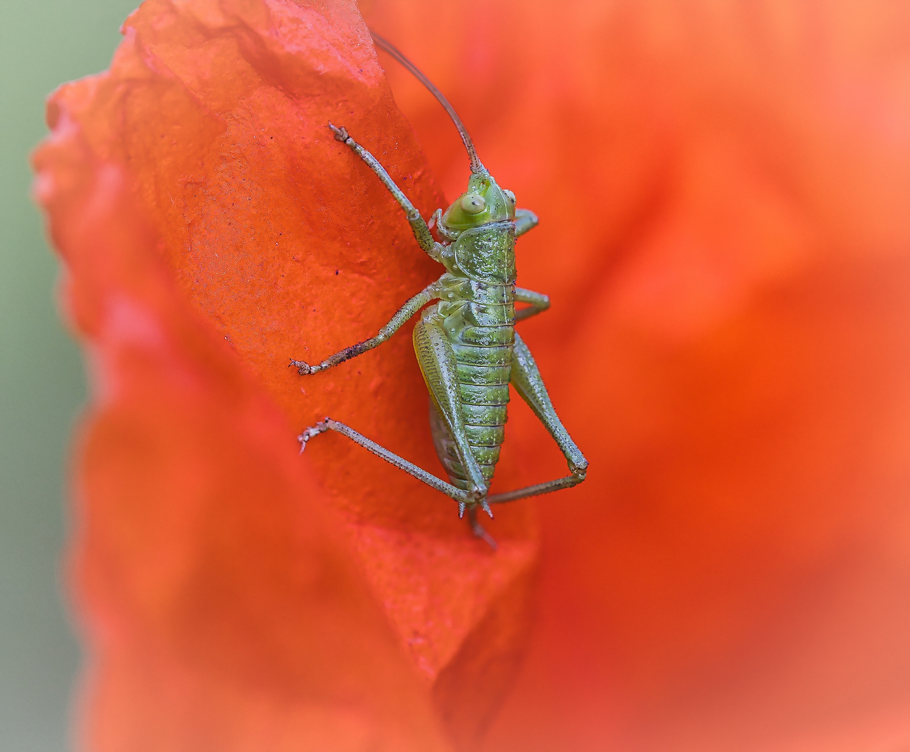 grünes Heupferd auf Mohnblüte