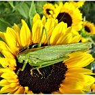 Grünes Heupferd auf Sonnenblumenblüte 