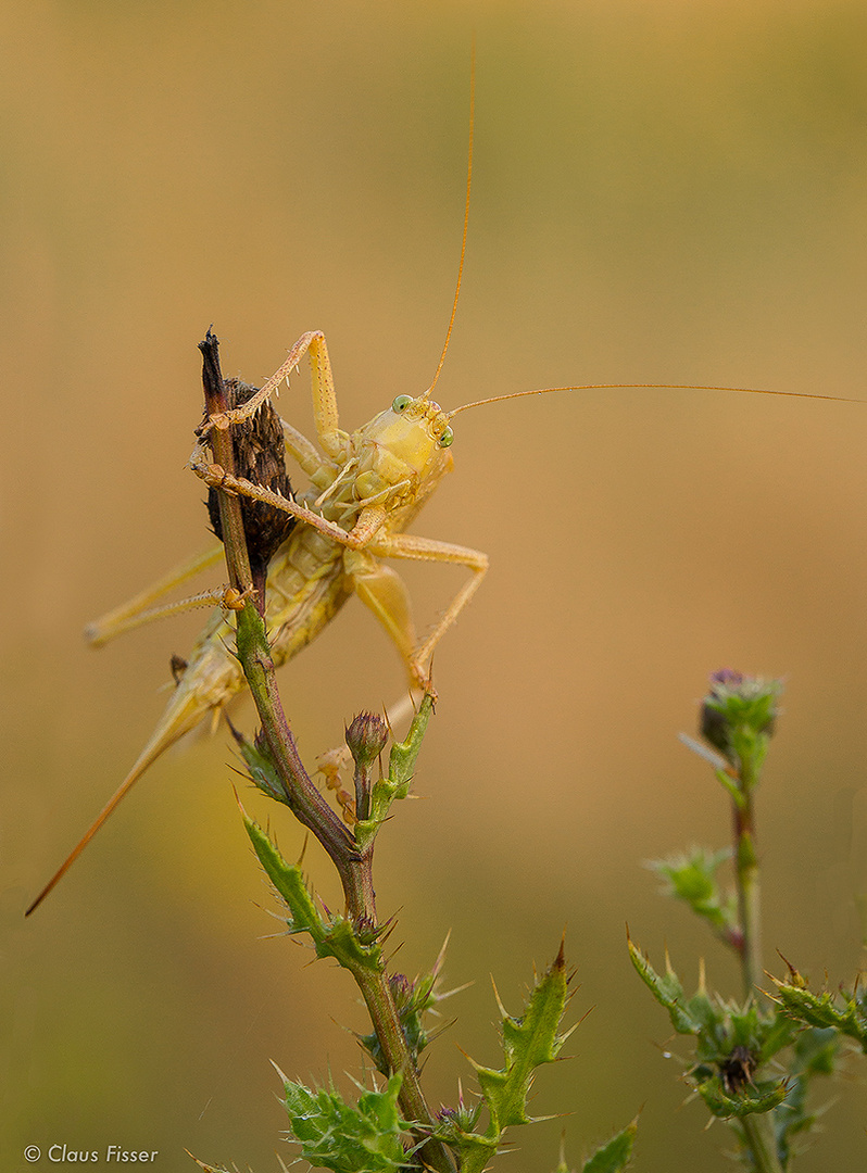 Grünes Heupferd im Albino Look