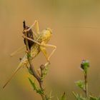 Grünes Heupferd im Albino Look