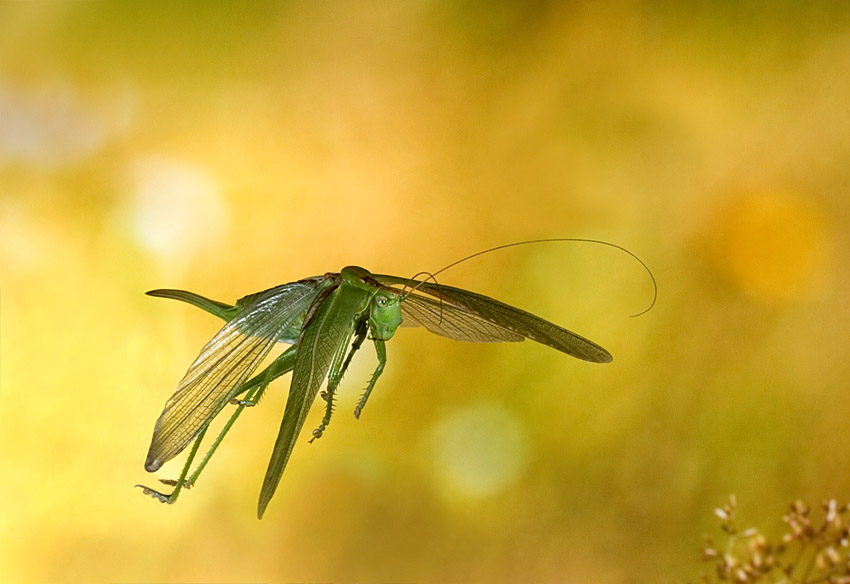 Grünes Heupferd im Flug