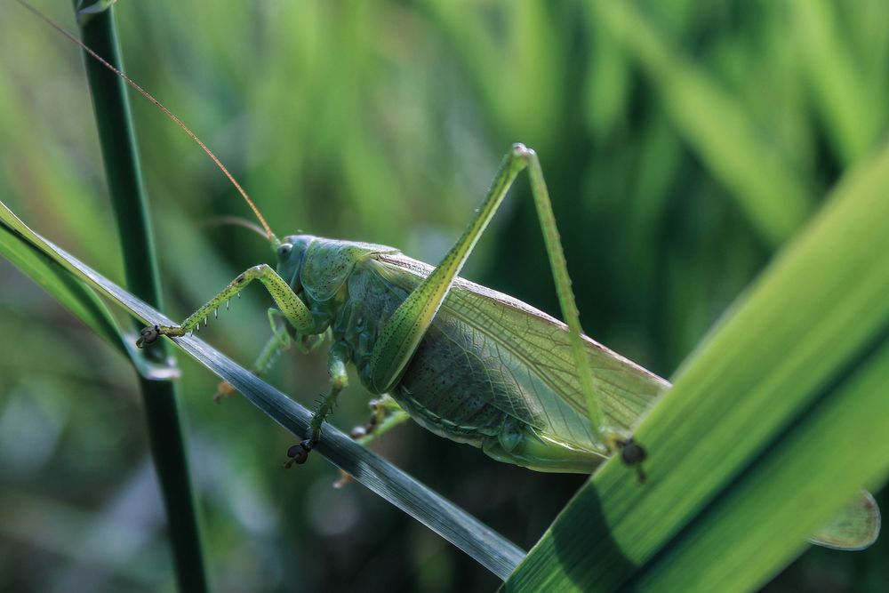 Grünes Heupferd im Gras