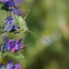 Grünes Heupferd  in seiner natürlichen Umgebung