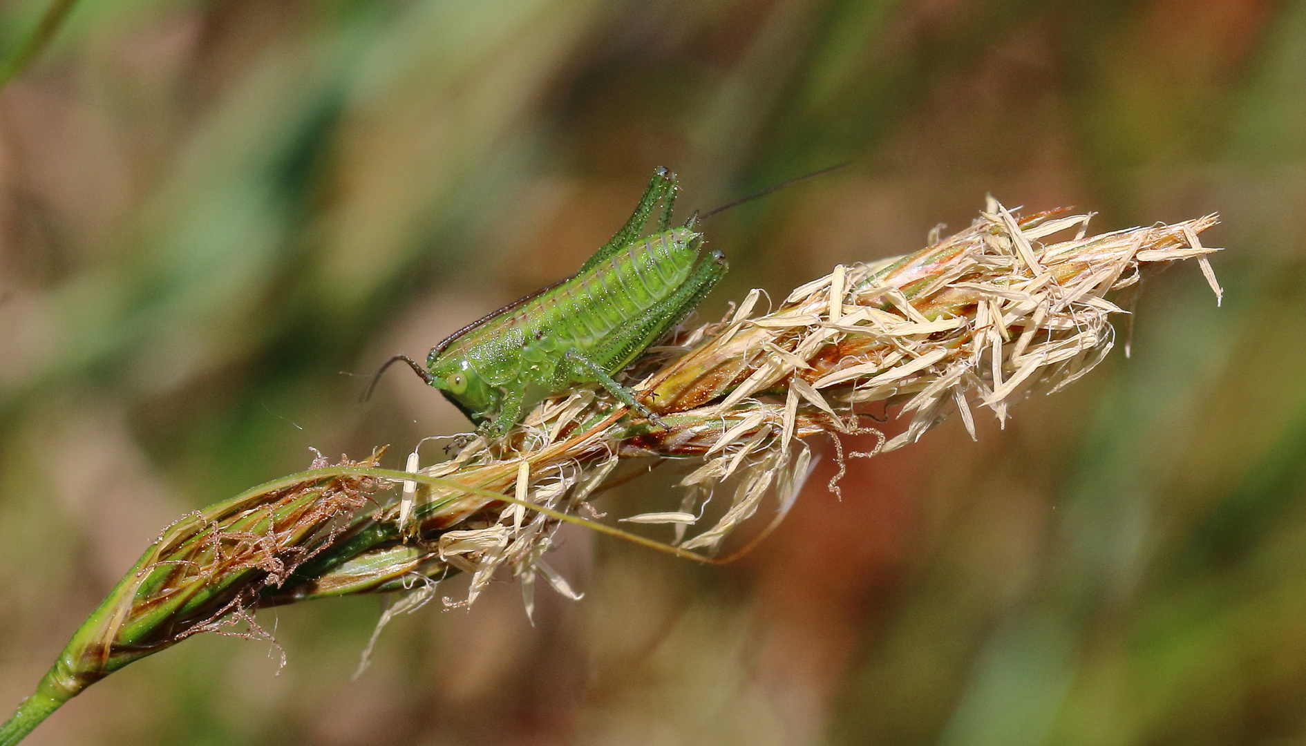 Grünes Heupferd, Larve/ Tettigonia viridissima