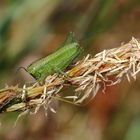 Grünes Heupferd, Larve/ Tettigonia viridissima
