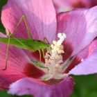 Grünes Heupferd oder Gemeine Sichelschrecke? in einer Moschus-Malve