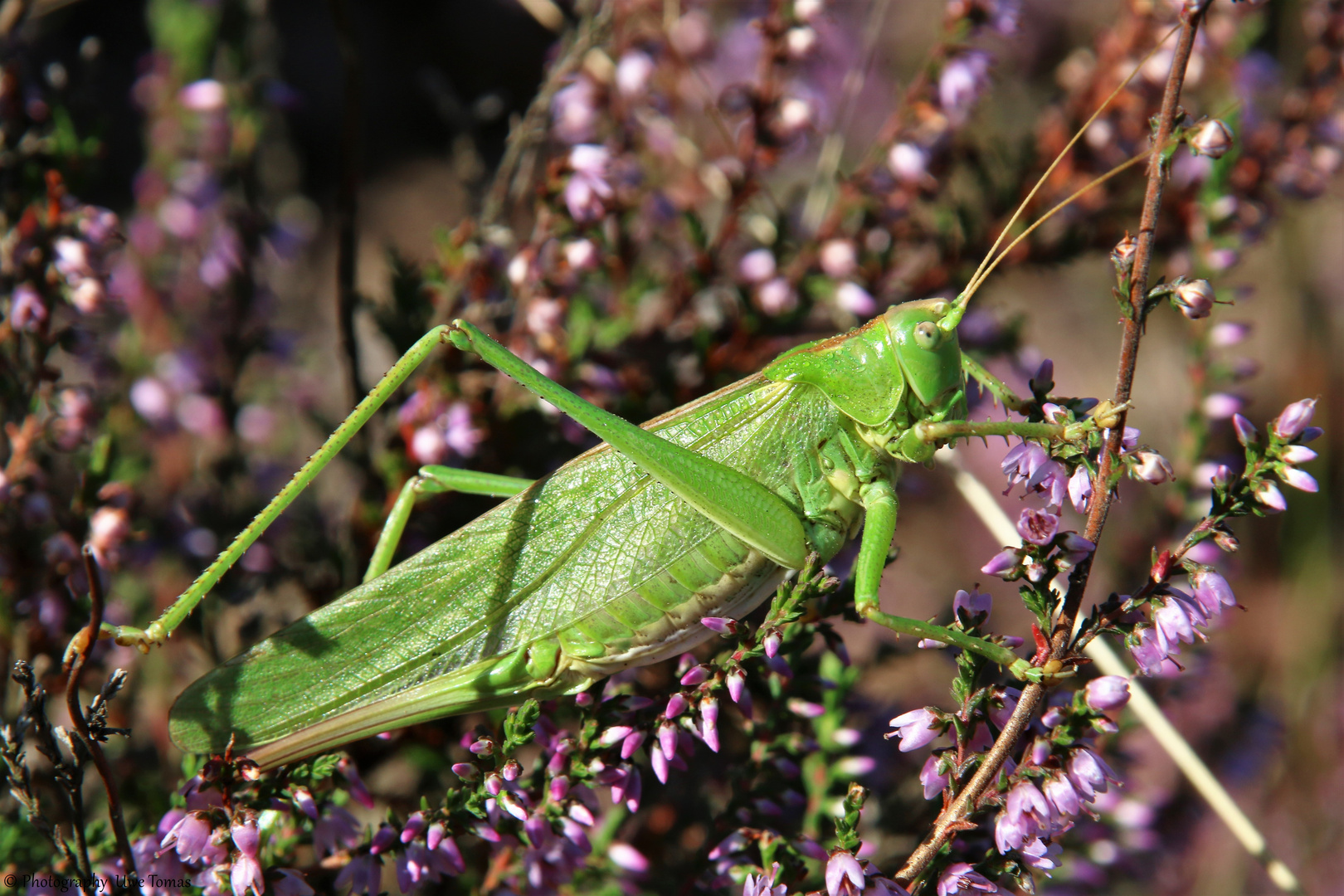 Grünes Heupferd [Tettigonia viridissima] 0002