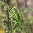 Grünes Heupferd [Tettigonia viridissima] 0003