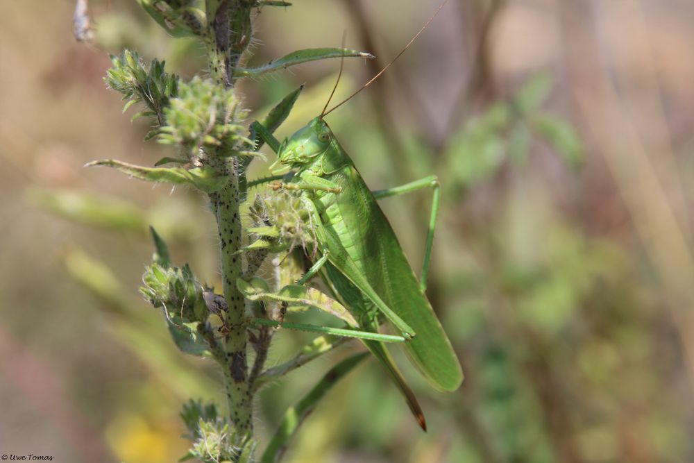 Grünes Heupferd [Tettigonia viridissima] 0003