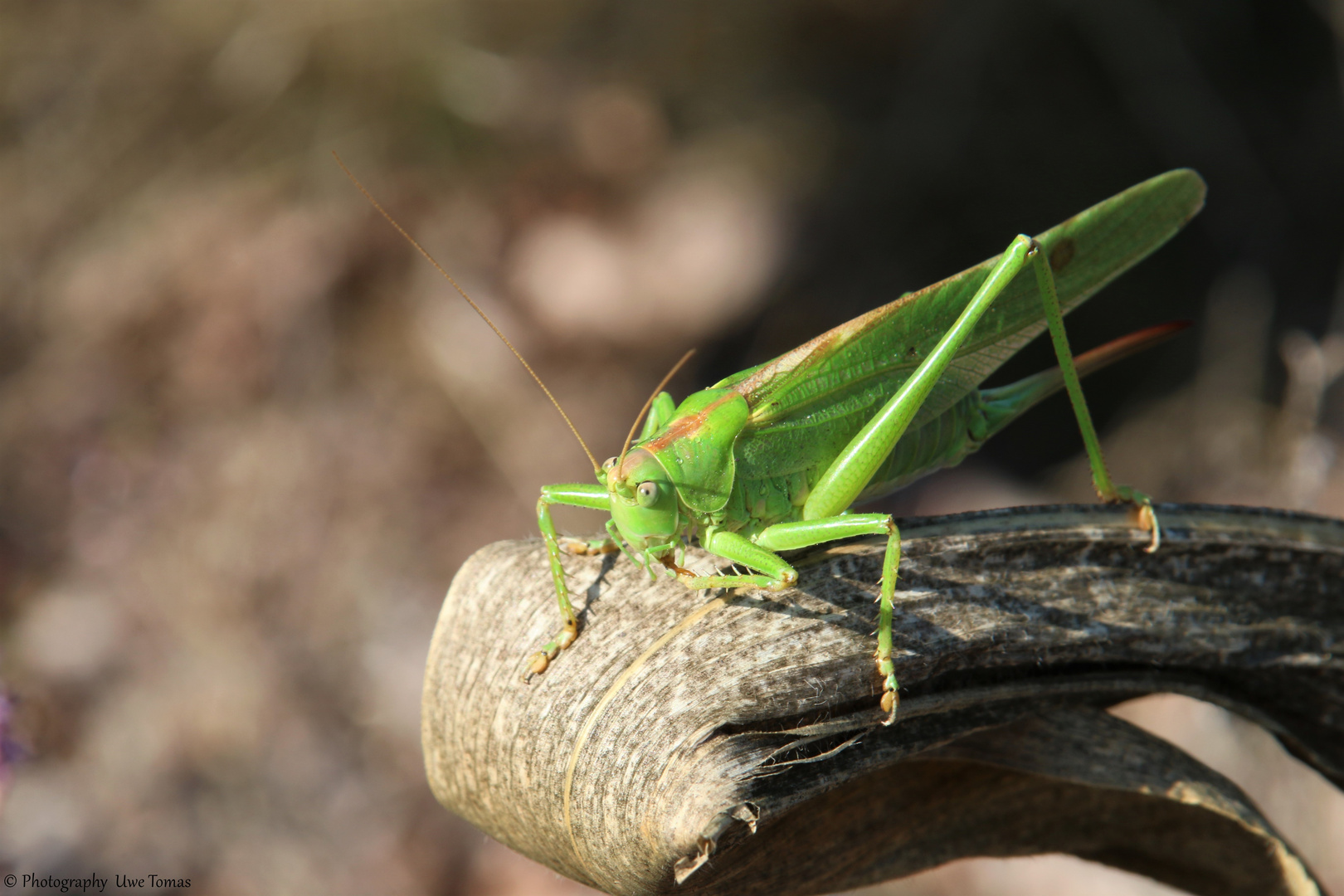 Grünes Heupferd [Tettigonia viridissima] 001