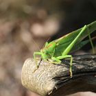 Grünes Heupferd [Tettigonia viridissima] 001