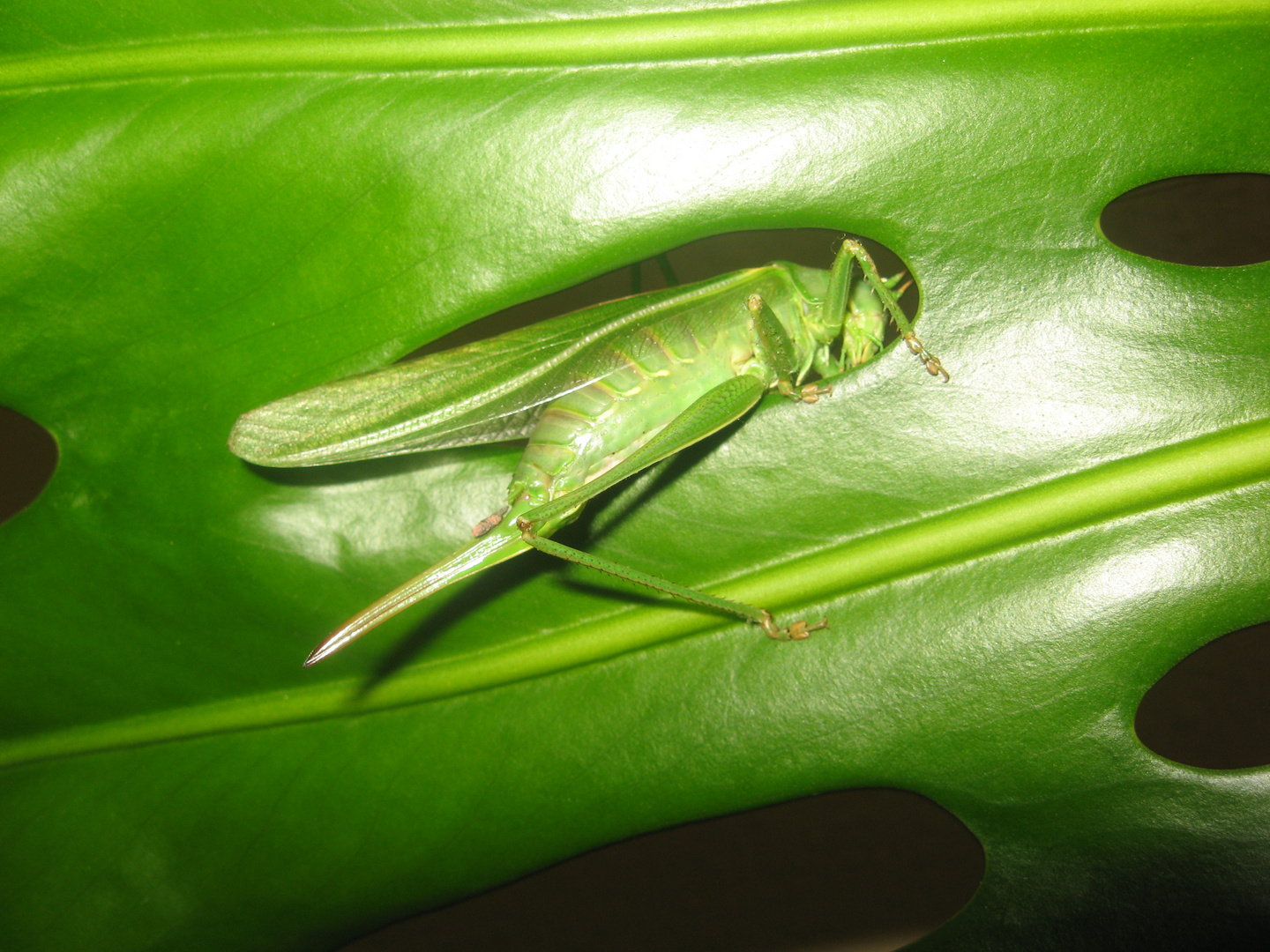 Grünes Heupferd - Tettigonia viridissima 02