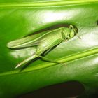 Grünes Heupferd - Tettigonia viridissima 02