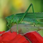 Grünes Heupferd (Tettigonia viridissima)