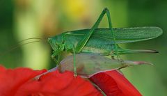 Grünes Heupferd (Tettigonia viridissima)