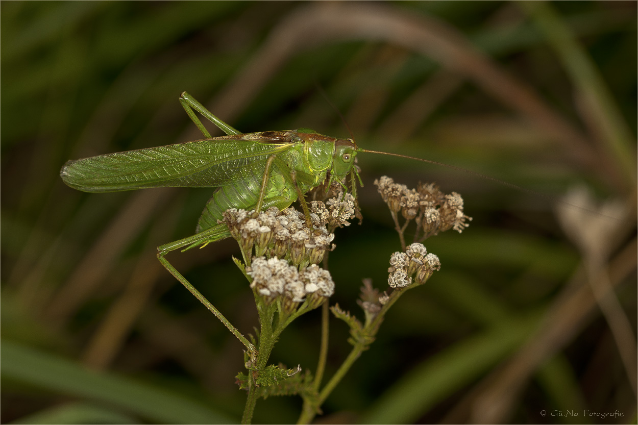 Grünes Heupferd (Tettigonia viridissima)