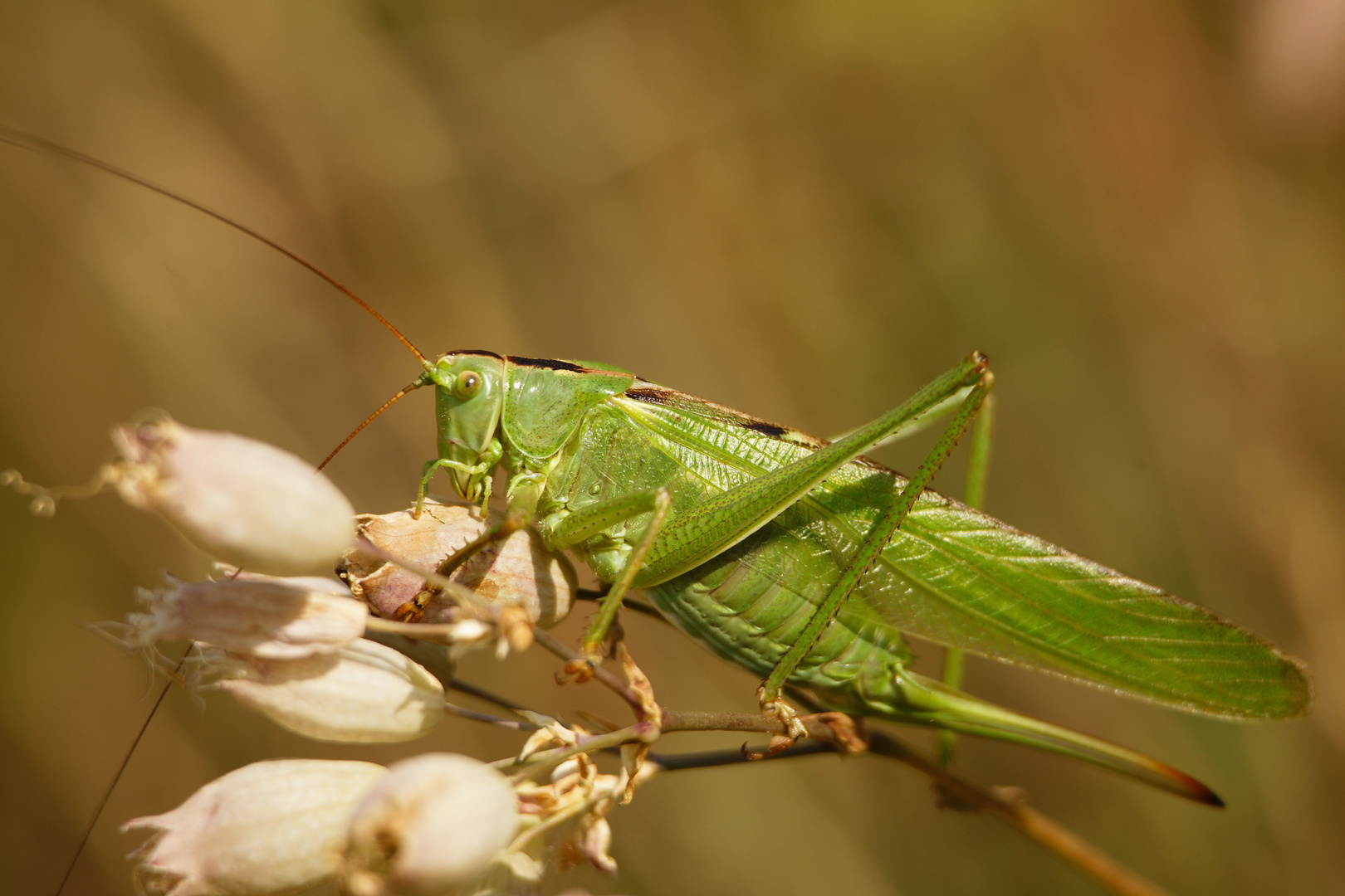 Grünes Heupferd (Tettigonia viridissima)