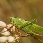 Grünes Heupferd (Tettigonia viridissima)