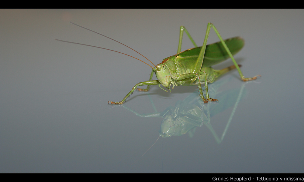 Grünes Heupferd (Tettigonia viridissima)