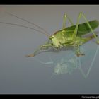 Grünes Heupferd (Tettigonia viridissima)