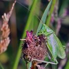 Grünes Heupferd - Tettigonia viridissima