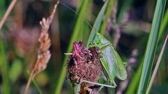 Grünes Heupferd - Tettigonia viridissima