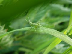 Grünes Heupferd (Tettigonia viridissima)