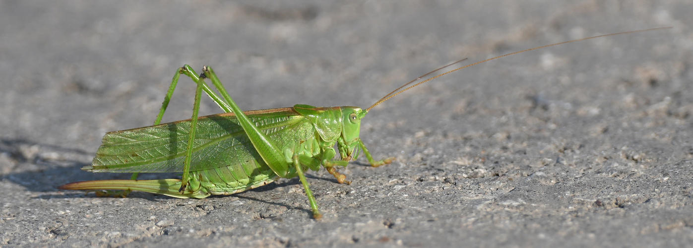 Grünes Heupferd (Tettigonia viridissima)