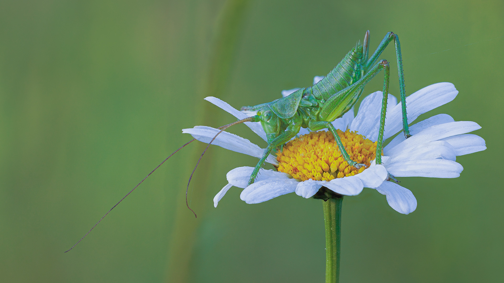 Grünes Heupferd (Tettigonia viridissima)