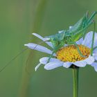 Grünes Heupferd (Tettigonia viridissima)