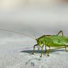 Grünes Heupferd (Tettigonia viridissima)