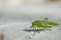 Grünes Heupferd (Tettigonia viridissima)