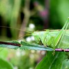 Grünes Heupferd (Tettigonia viridissima)....