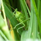 Grünes Heupferd (Tettigonia viridissima)