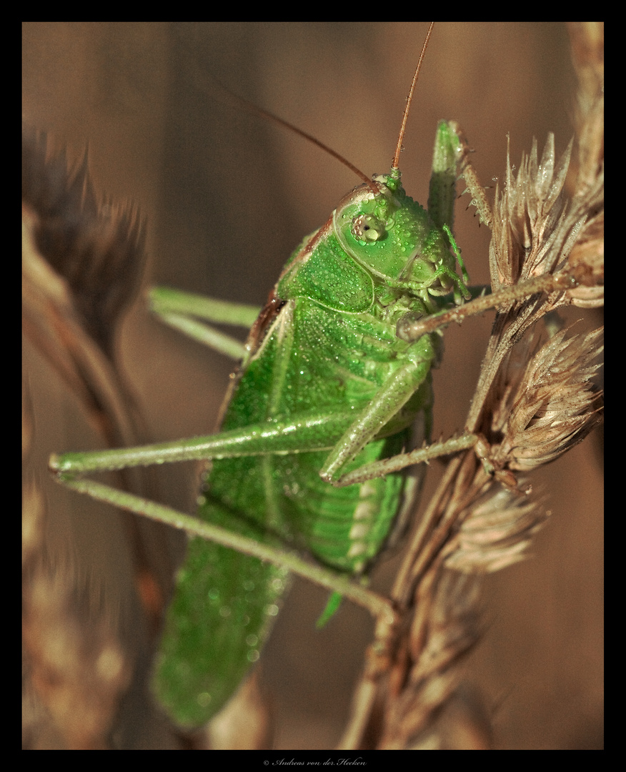 Grünes Heupferd (Tettigonia viridissima)