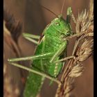 Grünes Heupferd (Tettigonia viridissima)