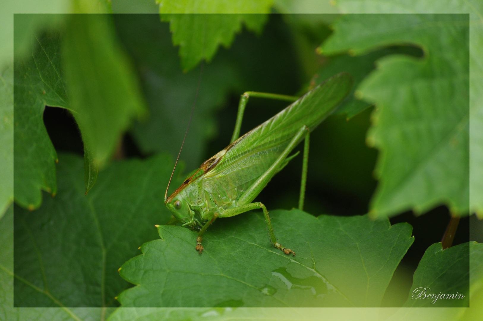 Grünes Heupferd (Tettigonia viridissima)