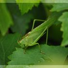 Grünes Heupferd (Tettigonia viridissima)