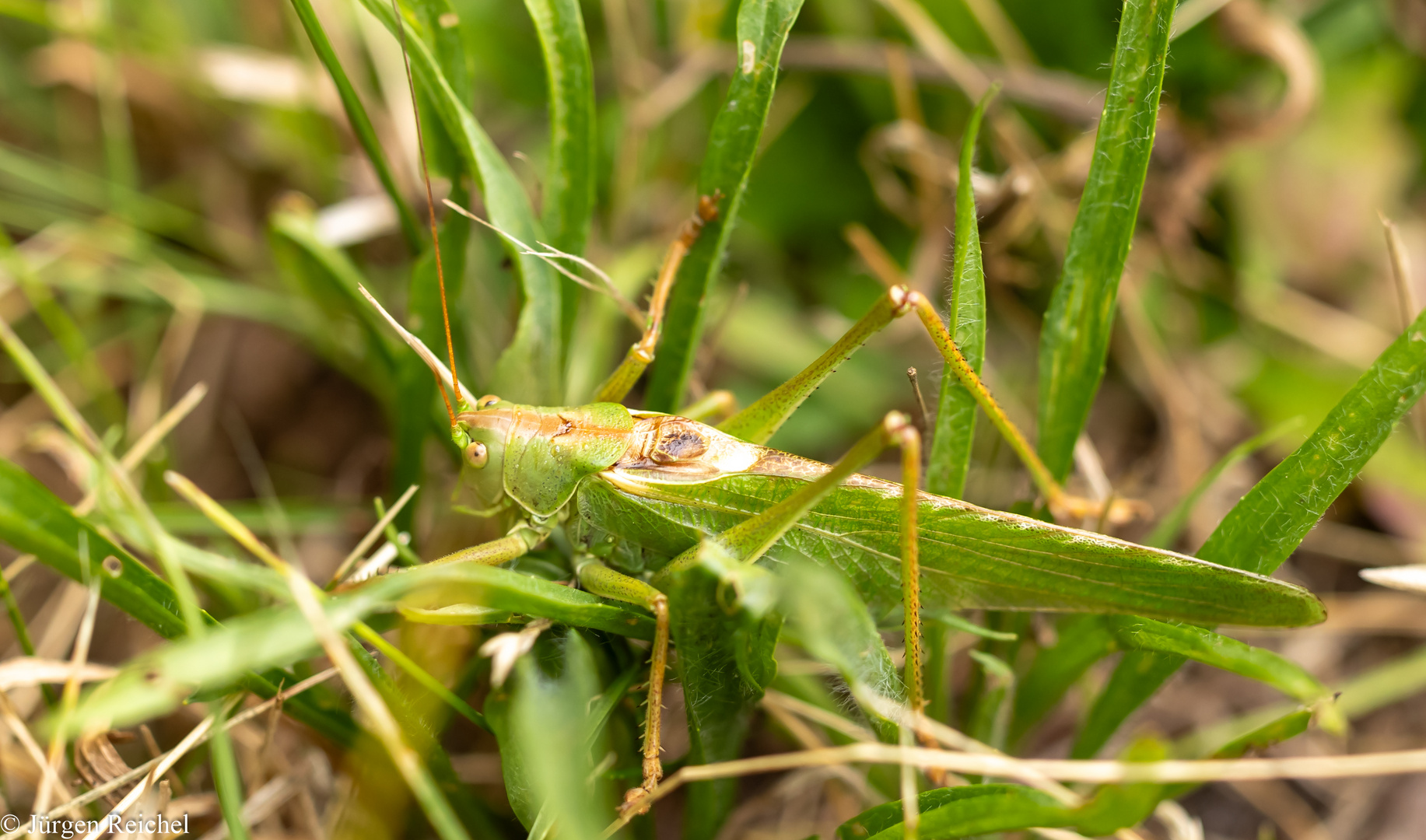 Grünes Heupferd ( Tettigonia viridissima ) 