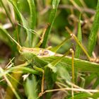 Grünes Heupferd ( Tettigonia viridissima ) 