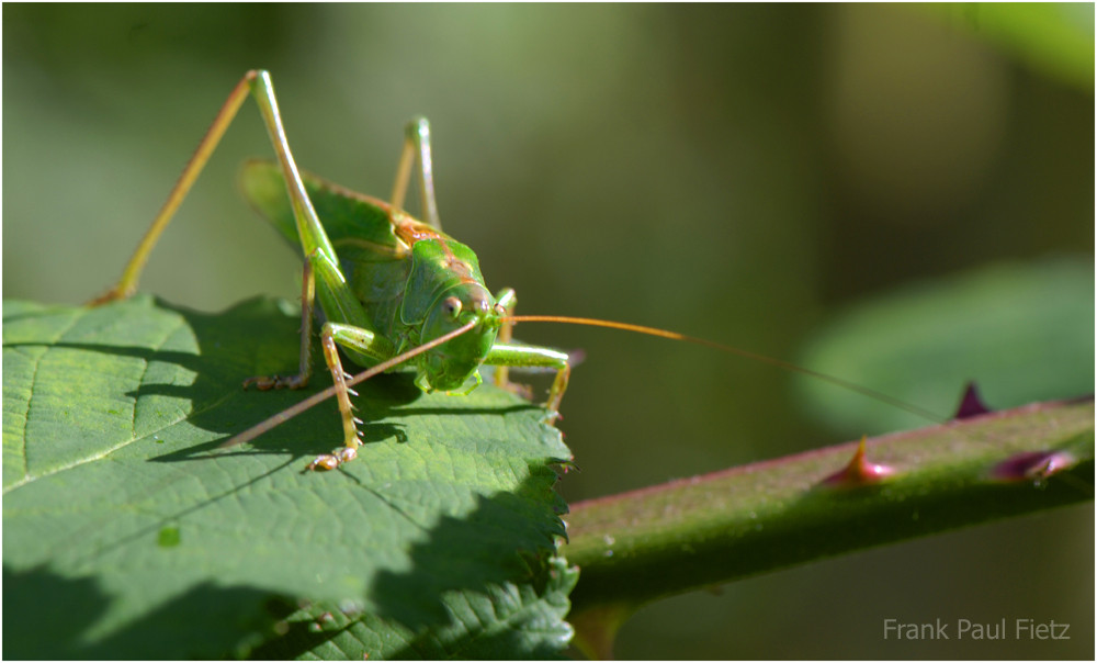 Grünes Heupferd | Tettigonia viridissima