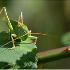 Grünes Heupferd | Tettigonia viridissima