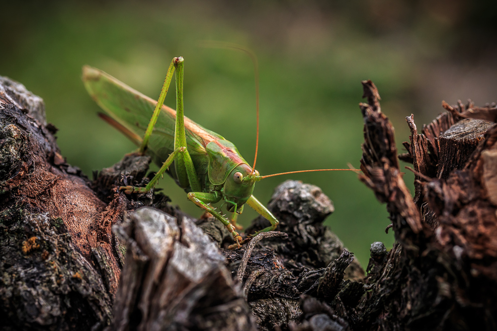 Grünes Heupferd (Tettigonia viridissima)