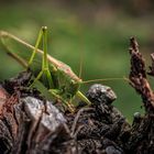 Grünes Heupferd (Tettigonia viridissima)