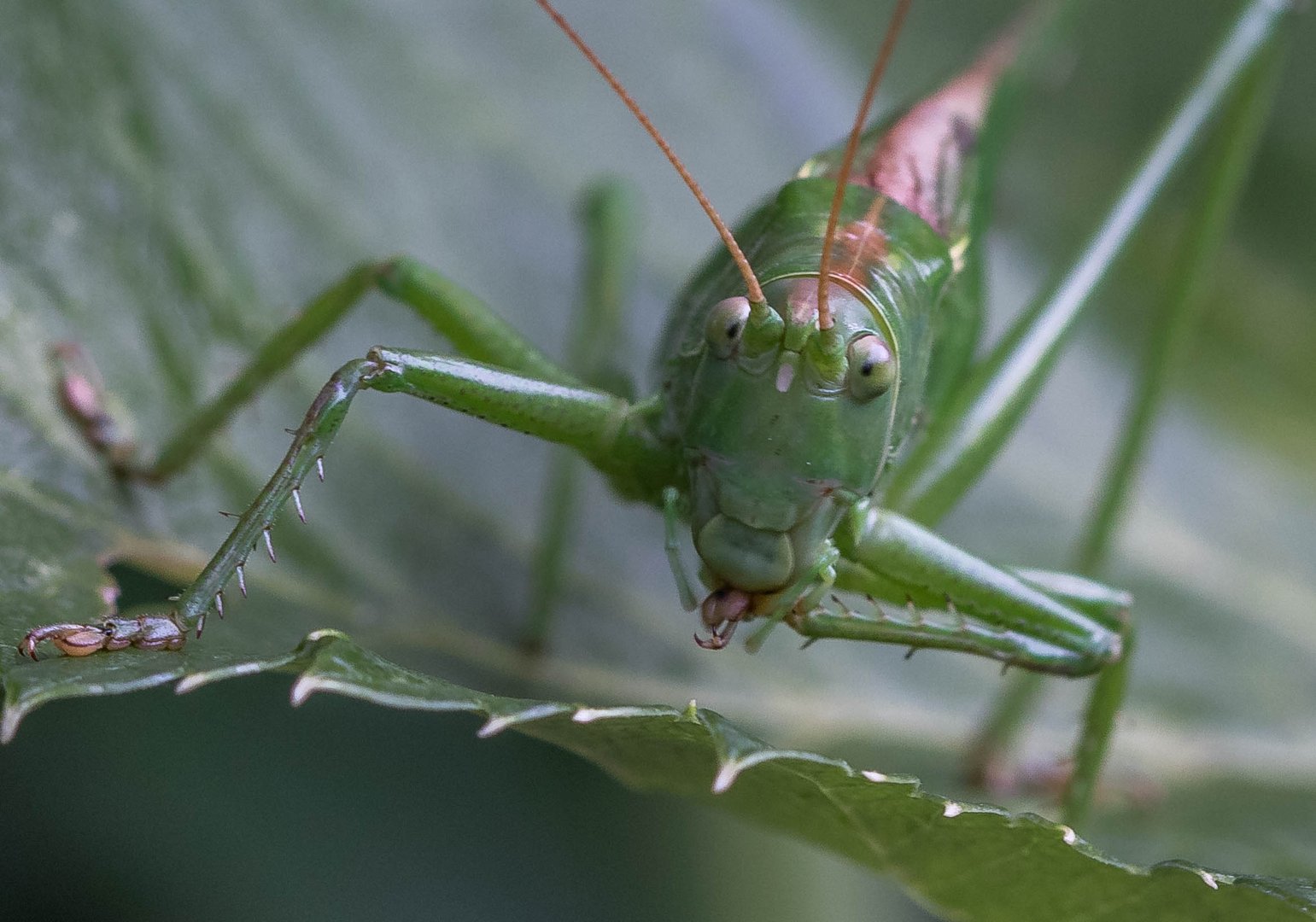 Grünes Heupferd (Tettigonia viridissima)