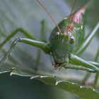 Grünes Heupferd (Tettigonia viridissima)