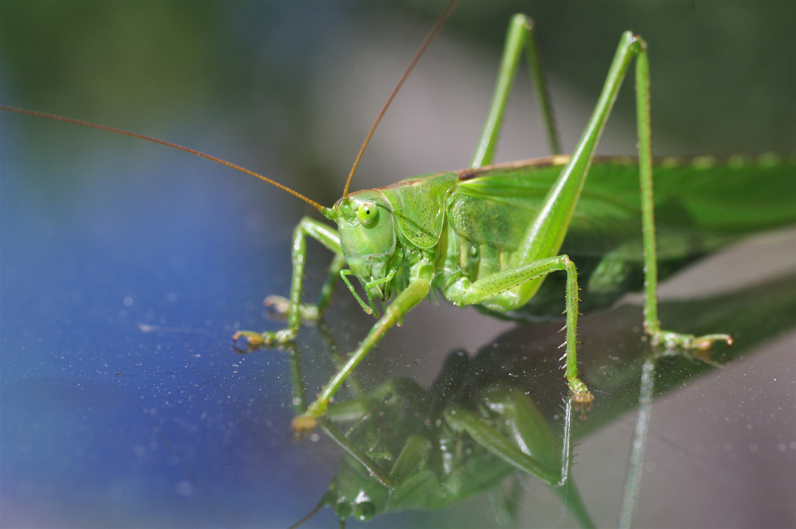 Grünes Heupferd (Tettigonia viridissima)