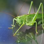 Grünes Heupferd (Tettigonia viridissima)